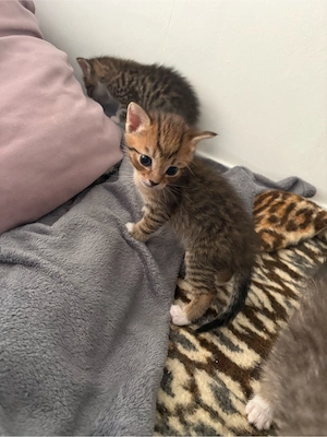 Kitten suchen neues Zuhause