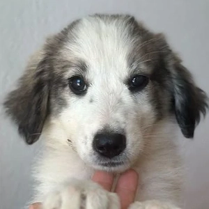 Paloma, geb. ca. 05 2026, lebt in GRIECHENLAND, im städt. Tierheim Serres 