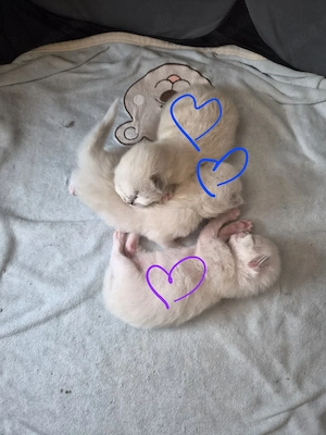 Ragdoll Kitten