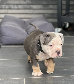 OLD English Bulldog 