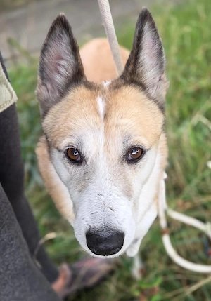 Frida (Laika-Mix)   ein Herz auf vier Pfoten sucht ihr Glück