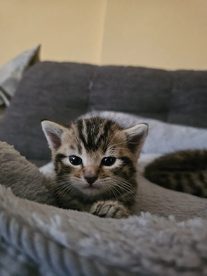 Katzen zu verkaufen 