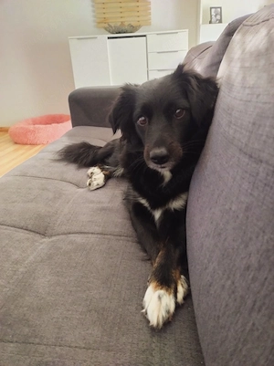 Hündin Bella 