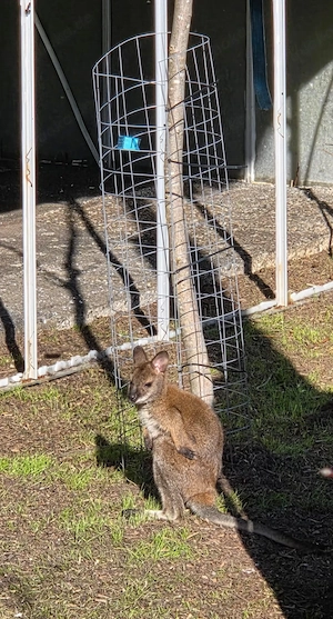 Känguru  Bennett Wallaby 