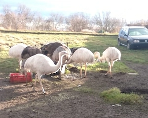 Nanus, Zuchttrio, Höhne, Hennen Küken, emu