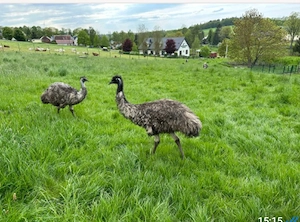 Emu Zucht paar aus 2023 dna getestet blutsfremd