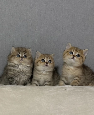 Wunderschöne BKH Kitten