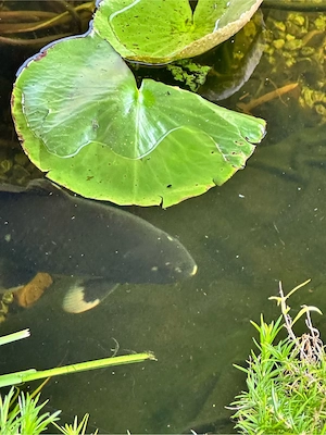  Schöne Kois