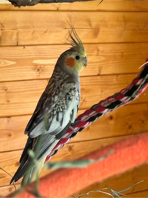 Nymphensittich Hahn