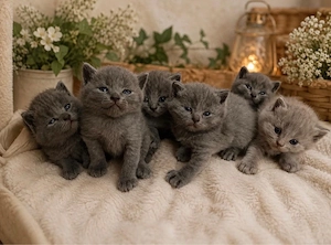 6 süße BKH Kitten suchen ab 26. September 2026 ein neues zu Hause!