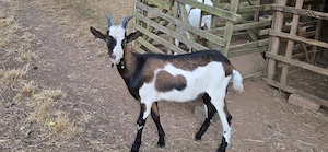 Tauernschecken Bock, 