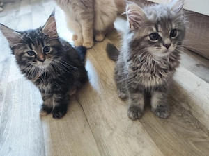 Maine Coon Kätzchen suchen neue Dosenöffner