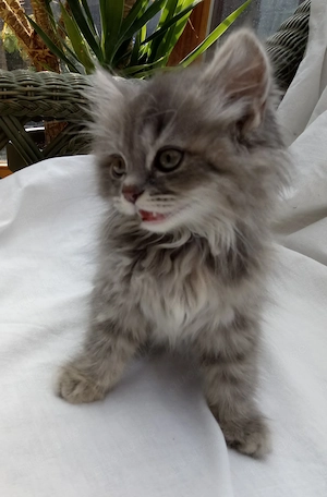 Wunderschöne Kitten suchen neue Dosenöffner (4x entwurmt, 2x geimpft, Mikrochip +Gesundheitszeugnis)