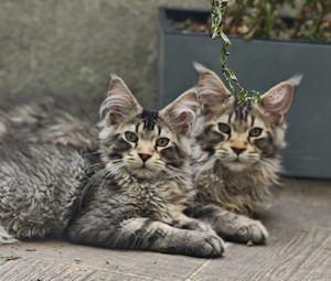   Wunderschöne Kitten Maine coon suchen ein neues Zhause!