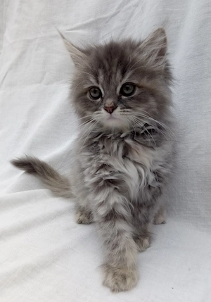 Unsere wunderschönen Kitten sind auszugsbereit (4x entwurmt, 2x geimpft, Chip +Gesundheitszeugnis)