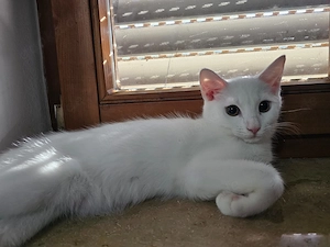 Maine Coon Mix Kitten