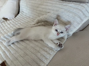 BKH Kitten