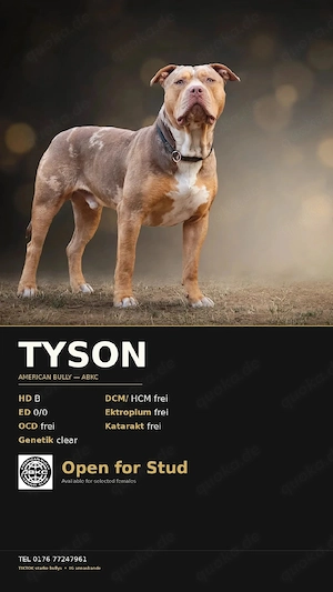 Elite Deckrüde American Bully XL