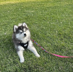 Pomsky Welpen