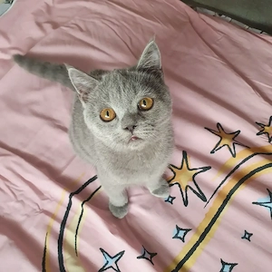 Wunderschöne BKH Kitten