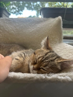 Liebevolle Britisch Kurzhaar (BKH) Kitten suchen ein neues Zuhause