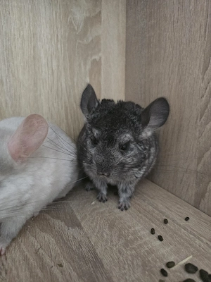 Chinchila Weibchen Bild 2