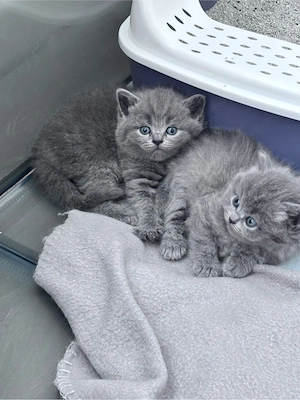 BKH Blue Kitten Bild 7