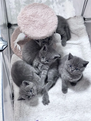 BKH Blue Kitten Bild 5