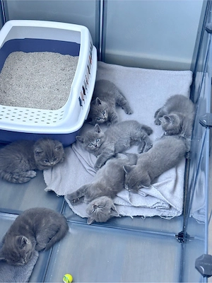BKH Blue Kitten Bild 3