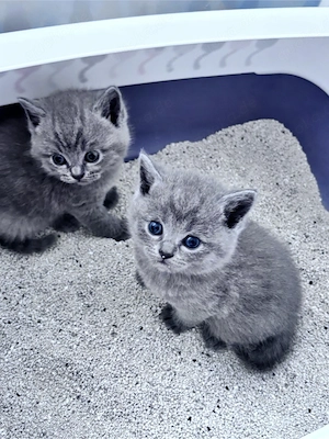 BKH Blue Kitten Bild 6