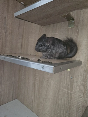 Chinchila Weibchen