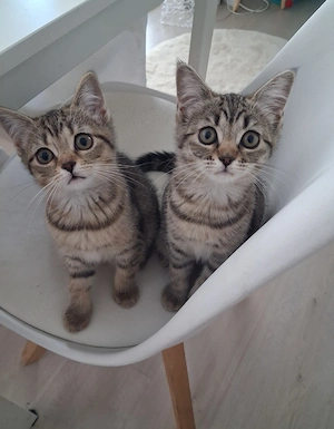 Geschwister  paar  so zucker  mädchen 