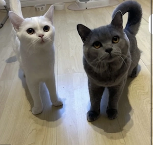 Britisch Kurzhaar kitten