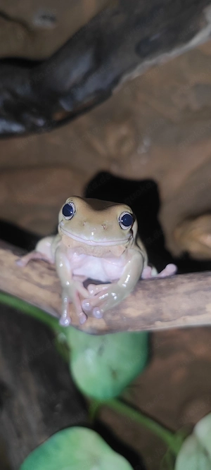 Paar Korallenfingerlaubfrösche (Türkis & Blue Eyes, ca. 2 Jahre)
