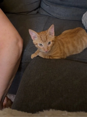 2 Jungkatzen dringend abzugeben! 
