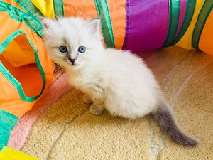 Heilige Birma Kitten reinrassig münchen Mädchen