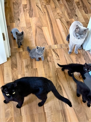 Süße Kitten (BKH   EKH Mix) suchen ein liebevolles Zuhause   