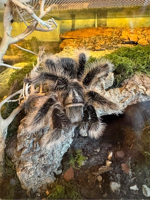 Tliltocatl Albopilosus Nicaragua 0.0.120