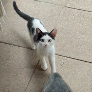 Katzenmädels suchen ihr Traumzuhause