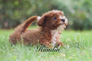 Wunderschöne Aussiedoodle-Hündin sucht ein liebevolles Zuhause 