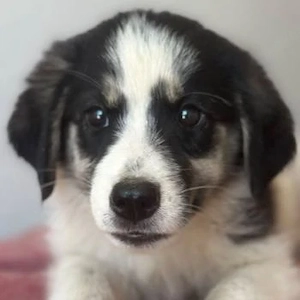 Colada, geb. ca. 05 2026, lebt in GRIECHENLAND, im städt. Tierheim Serres
