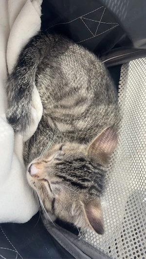 Milo sucht ein neues zuhause  Bild 4