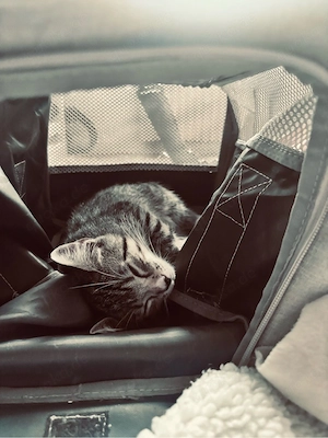 Milo sucht ein neues zuhause  Bild 1