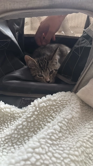 Milo sucht ein neues zuhause  Bild 2