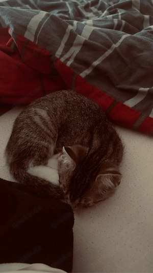 Milo sucht ein neues zuhause  Bild 3