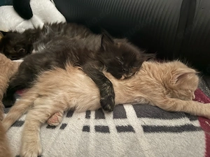 Wunderschöne reinrassige Maine-Coon-Kitten abzugeben