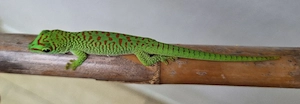 Jungtier Phelsuma grandis - Großer Madagaskar-Taggecko 
