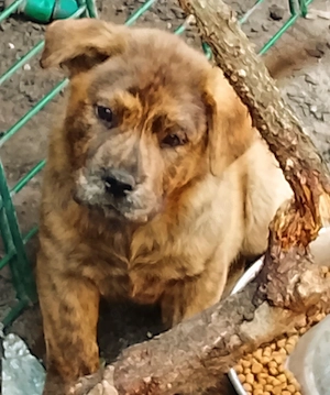 Chow -Chow Shiba-Inu mix