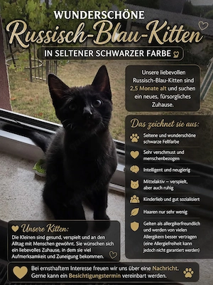 Süßer kater
