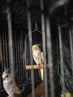 Nymphensittich Pärchen abzugeben 